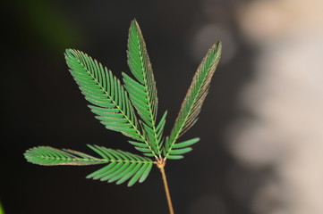 Mimosa pudica