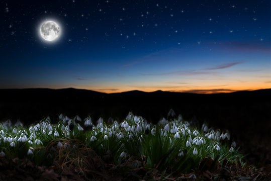 Beautiful snowdrops background and full moon