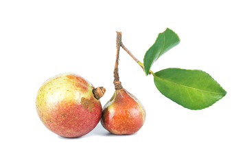 Fototapeta premium Camellia seed/plant edible oil background material