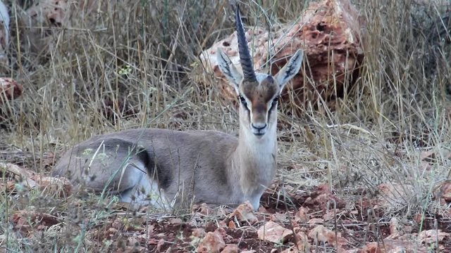 Israeli mountain gazelle unicorn feeding Medium shot of Israeli mountain gazelle unicorn feeding