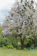 Yellow hives on apiary near house during flowering of acacia. first spring honey collection. Branches of black locust, Robinia pseudoacacia, false acacia.