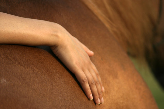 hand on horse