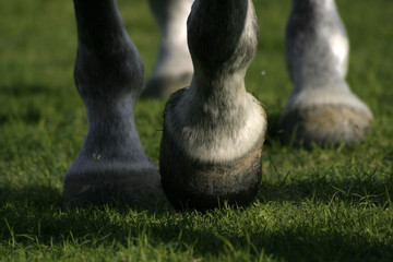 moving hooves on grass close up - obrazy, fototapety, plakaty