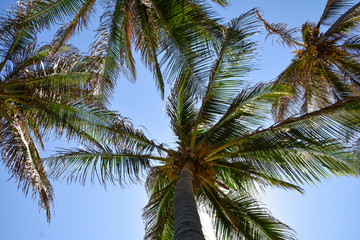 Coqueiros na praia, verão