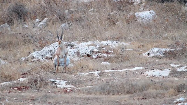 Israeli mountain gazelle marking his teritory Israeli mountain gazelle defecates in the nature