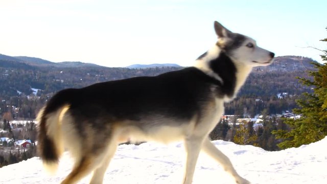 Happy alaskan husky dog on top of a mountain scratching his neck and sneezing - fixed angle