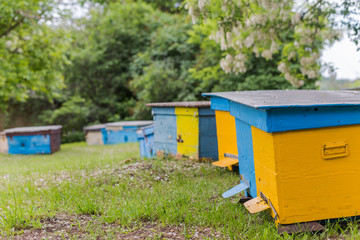 Fototapeta na wymiar Yellow hives on apiary near house during flowering of acacia. first spring honey collection. Branches of black locust, Robinia pseudoacacia, false acacia.