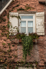 Fototapeta na wymiar Old house with ivy and white shutters