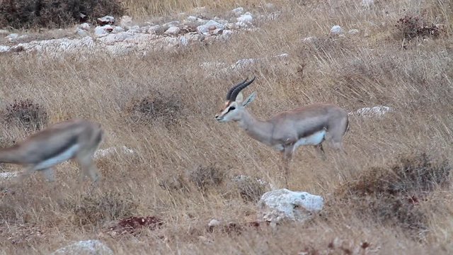 Israeli Mountain gazelle courting