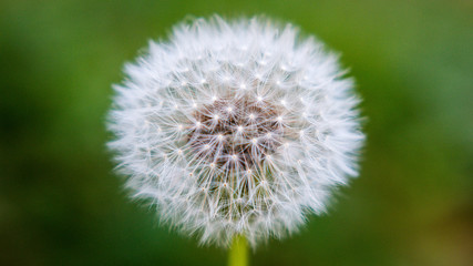 Dandelion Close Up