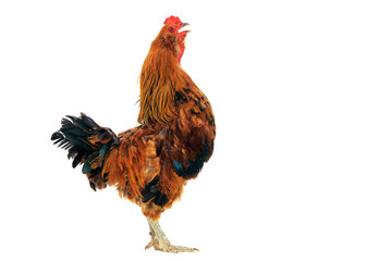 rooster crowing with a white background © Maria Jeffs