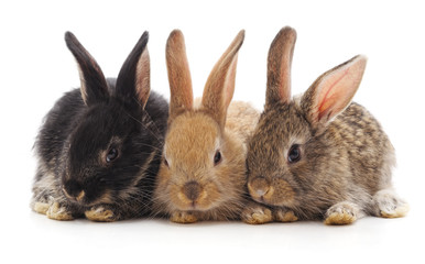 Three little rabbits.