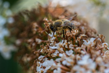 Biene © Patrick Neves