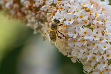 Biene © Patrick Neves