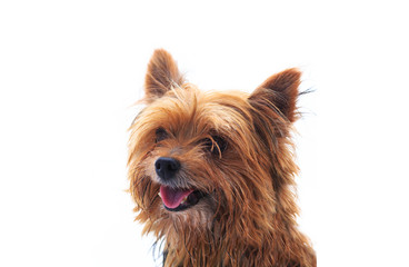 Cute Yorkie dog isolated on a white background