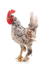 One small white cock.