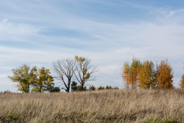 field and autumn trees