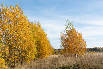 yellow tree in autumn in the countryside