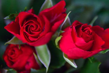Valentine's day red rosy still life