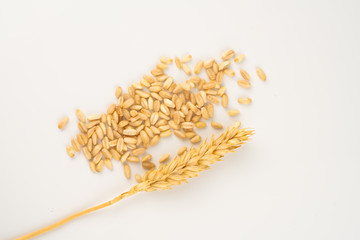 spike and wheat grains
