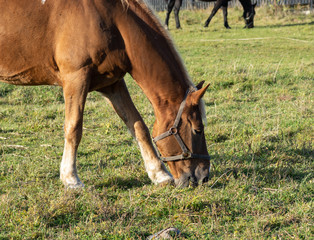 horse eating grass on the field
