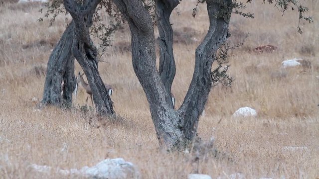 Israeli Mountain gazelle  Beautiful shot of Israeli Mountain gazelle in the nature