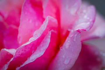 Fototapeta na wymiar Rose petals after rain