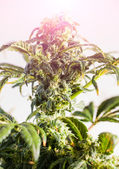 marijuana flower blooming medical cannabis plant