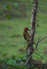 Woodpecker Costa Rica