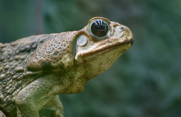 Costa rica Wildlife