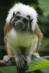 Costa rica Wildlife