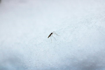 A large mosquito on snow.