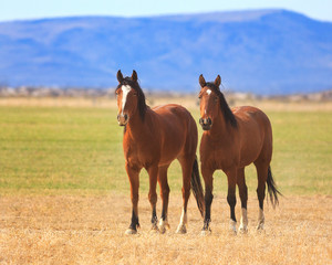 Fototapeta premium Two horses standing side by side in a Utah pasture