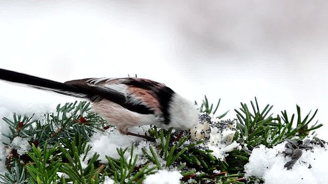 Long-tailed tit or long-tailed bushtit (Aegithalos caudatus),gently slow motion