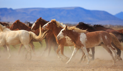 Running Horses on a Utah ranch