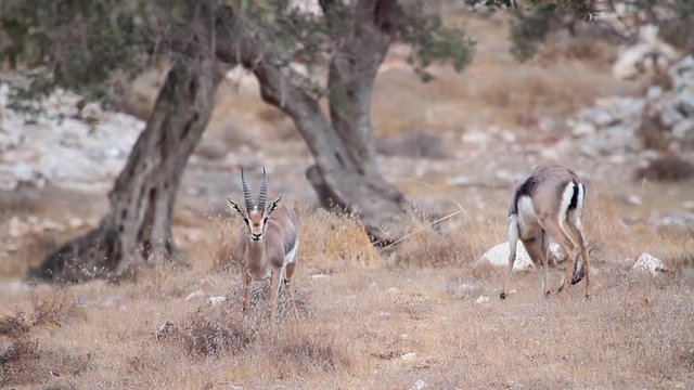 Beautiful shot of Israeli Mountain gazelle feeding