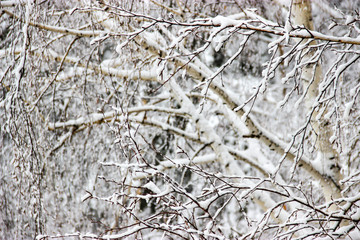 A winter day, a rural landscape frozen branches of trees  covered with snow.