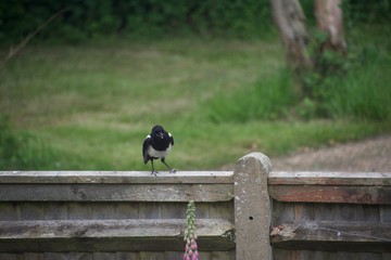 Magpie laughing on a fence