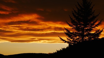 Fototapeta na wymiar Sonnenuntergang mit Baum