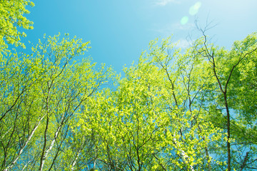 spring panorama of a scenic forest of trees with fresh green leaves and the sun casting its rays of light through the foliage