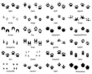 Set of footprints of wild animals on a white background