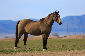 A dark grulla horse on a ranch in Utah
