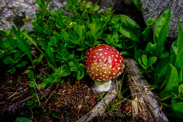 Fly agaric red white dot mushroom