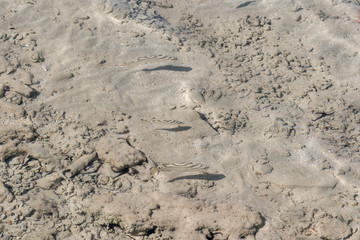 fish in clear water in shallow water. Surface of transparency sea with small fish