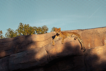 The leopard (Panthera pardus) is one of the five species in the genus Panthera, a member of the...