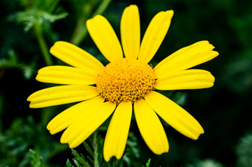 Yellow Daisy Close-up Photography Macro