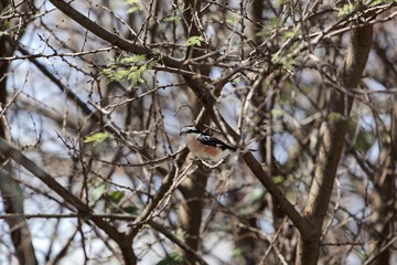 Masked shrike (Lanius nubicus) in acacia shrubs