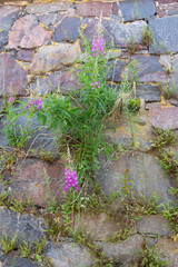 Old granite walls are overgrown with flowers in the summer, background, texture