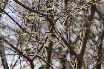 Masked shrike (Lanius nubicus) in acacia shrubs