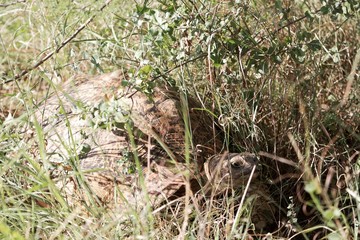 Naklejka na ściany i meble Leopard tortoise (Stigmochelys pardalis) in the Awash National Park in Ethiopia